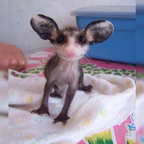 babyOpossum.png