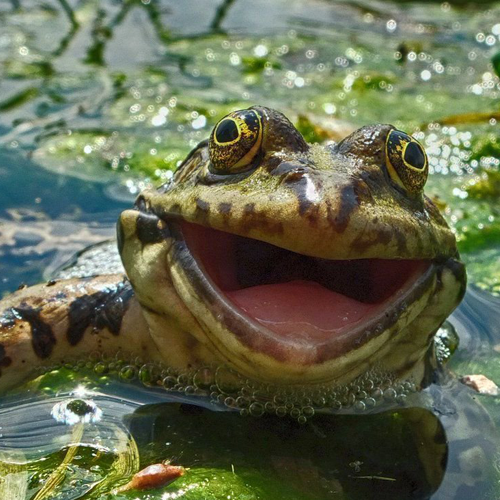 happyFrog.png